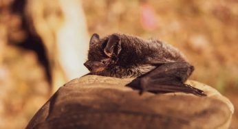 Pipistrello in casa, come farlo uscire senza fargli del male