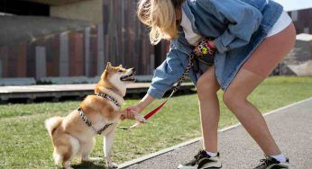 5 razze di cani con carattere difficile, ecco quali sono