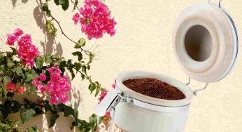 Fondi di caffè per bouganville e altre piante: facciamo chiarezza