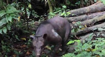 Orso senza pelo: il motivo non ti farà sicuramente piacere