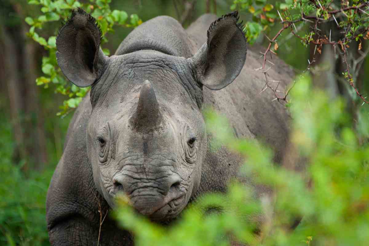 I rinoceronti prendono di mira le auto dei safaristi