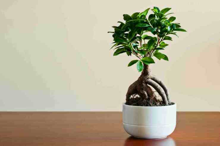 bonsai luce