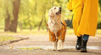 Cani, quanto spesso lo porti a fare una passeggiata? È abbastanza?