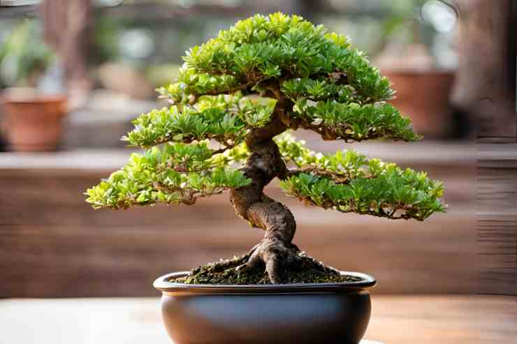 Cosa significa il termine bonsai