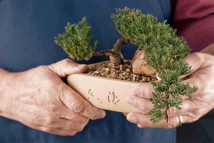 Regalare un bonsai