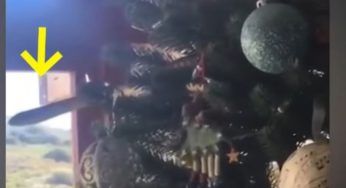 Sorpresa terrificante per questa famiglia: era nascosto nel loro albero di Natale – VIDEO