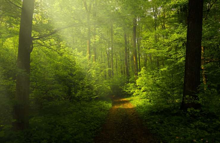 Paesaggi naturali nella foresta in autunno