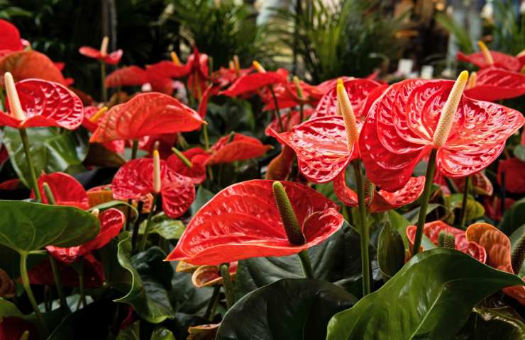 Anthurium