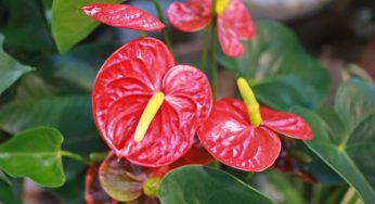 Anthurium, i consigli per coltivare al meglio la pianta dai fiori stupendi