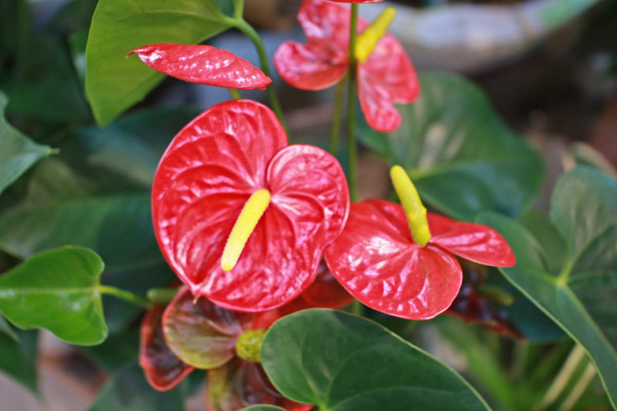 Pianta Anthurium