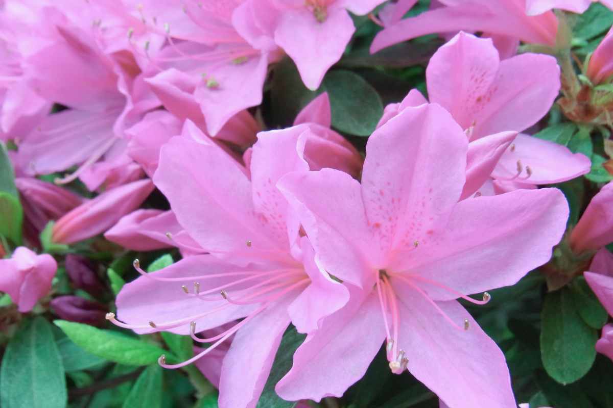 Azalea