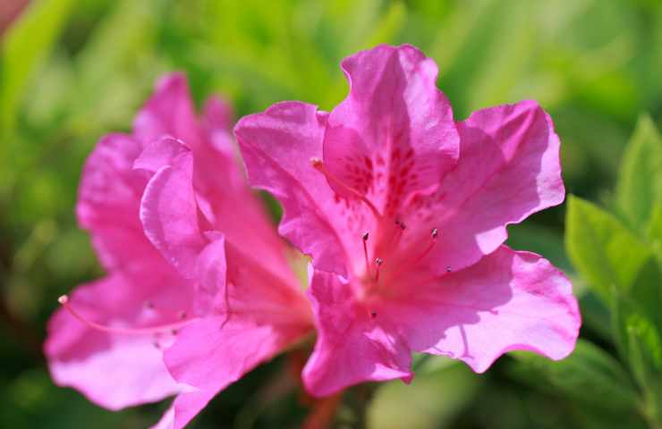 Azalea