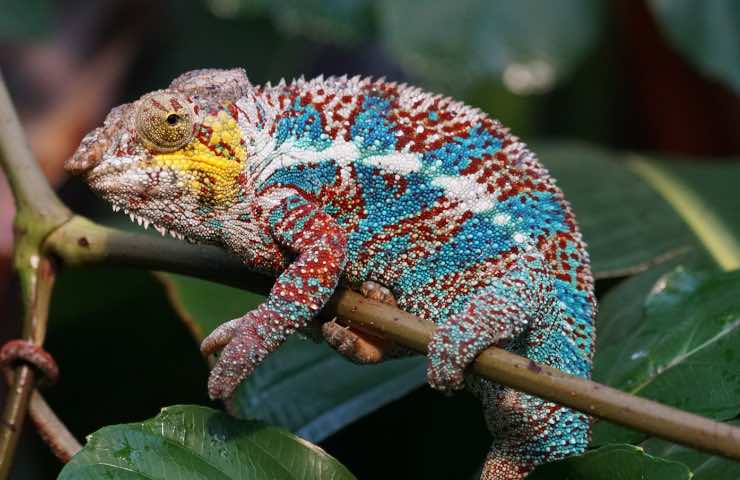 Specie a rischio nella foresta pluviale del Madagascar 