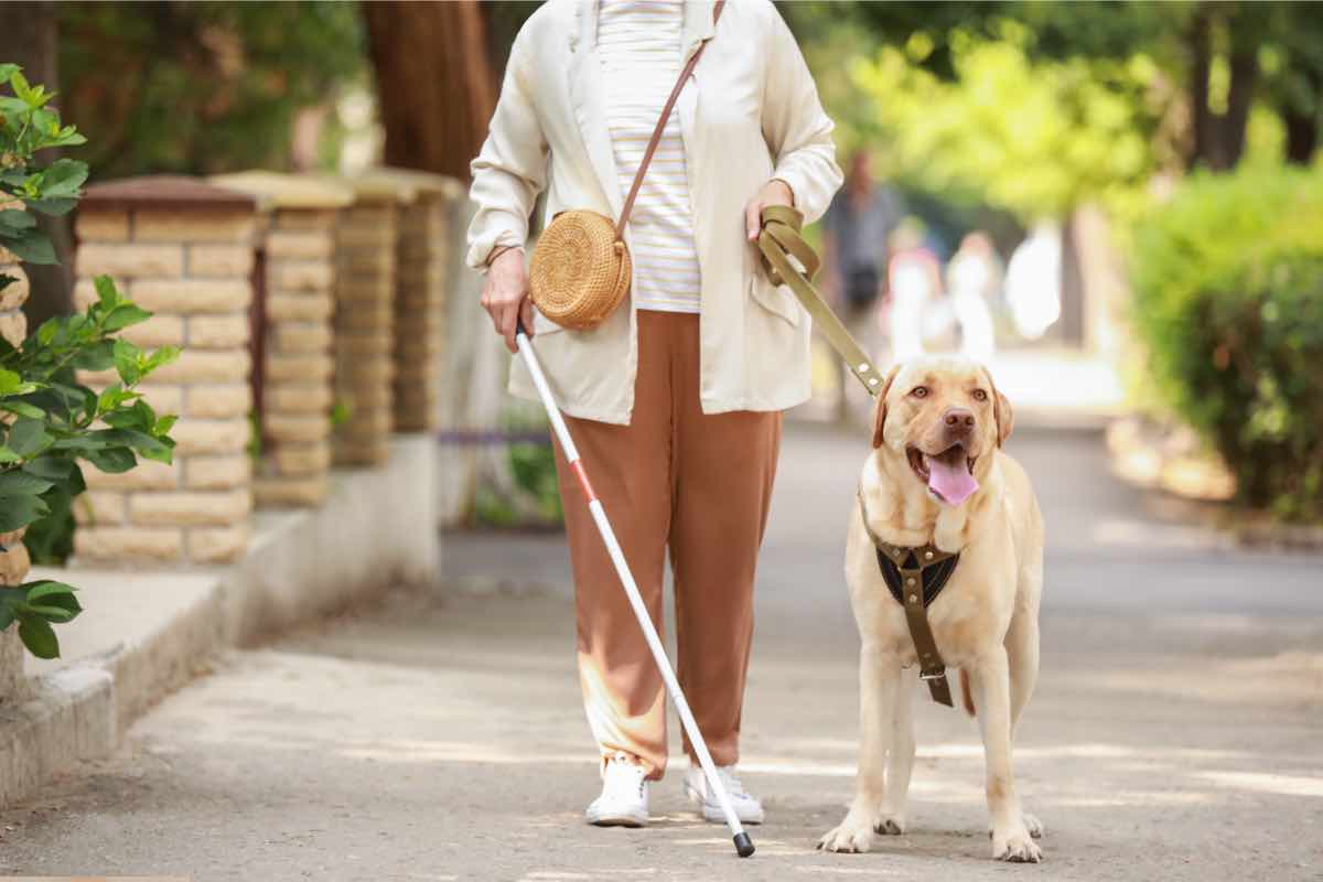 Cani per i disabili, un grande aiuto