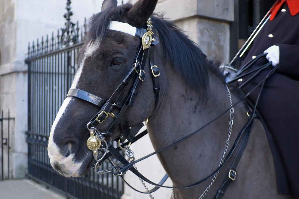 Cavallo Guardia Reale