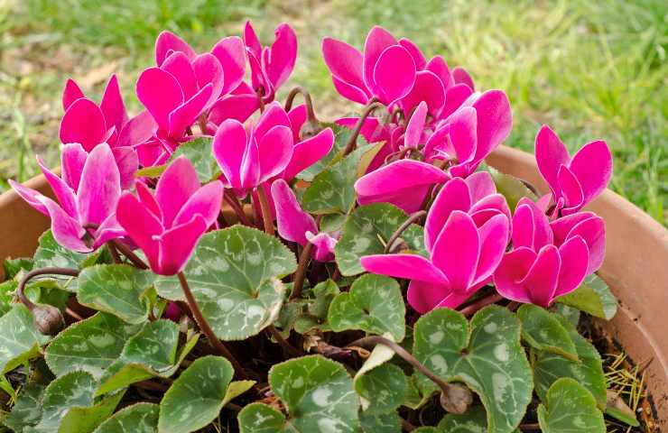 Ciclamino fucsia nel vaso