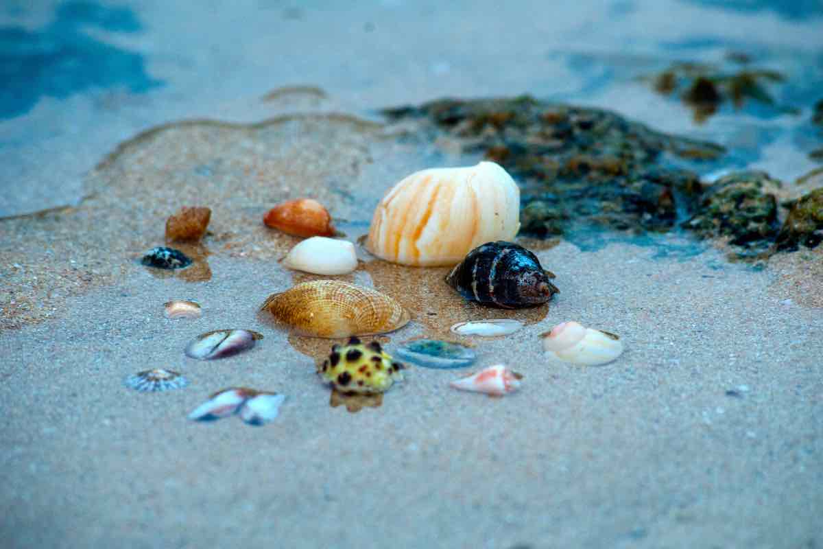 Mare con conchiglie sulla riva