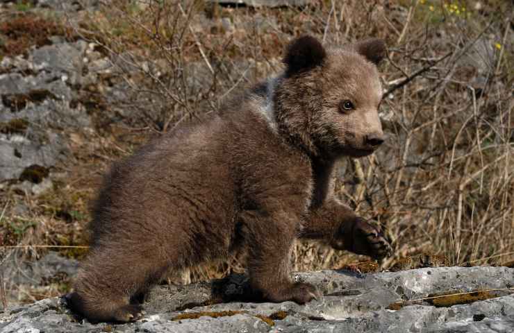 Cucciolo orso