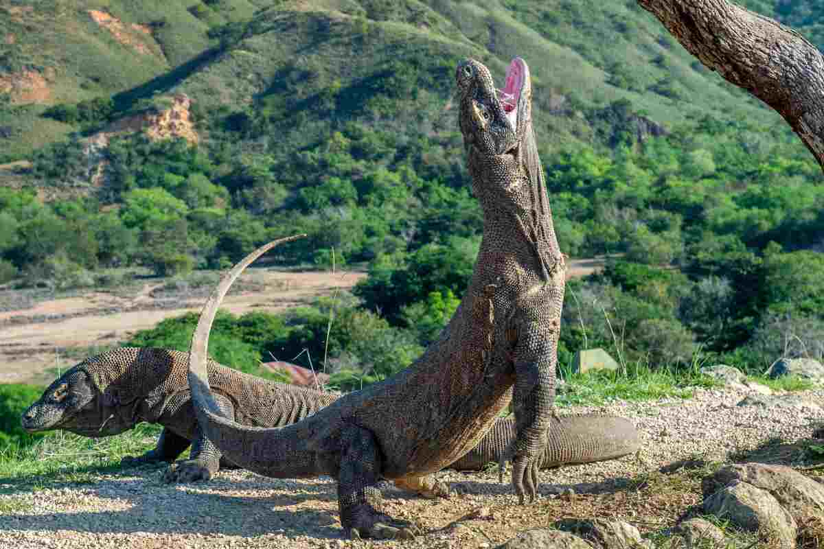 Chi può uccidere il drago di Komodo? Chiunque, con i suoi denti di ferro