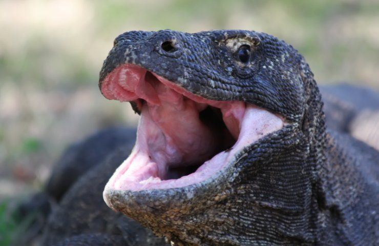 Chi può uccidere il drago di Komodo? Chiunque, con i suoi denti di ferro