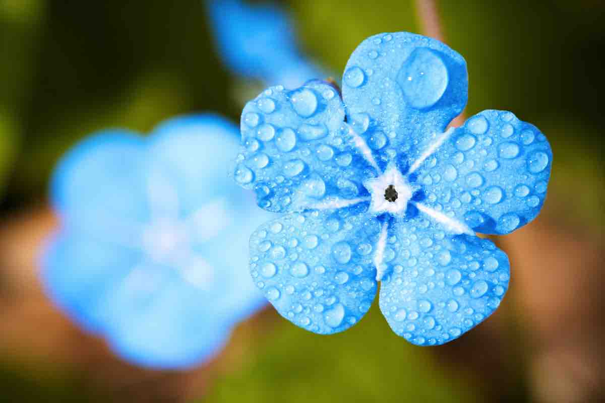 Elementi naturali bagnati dalla pioggia