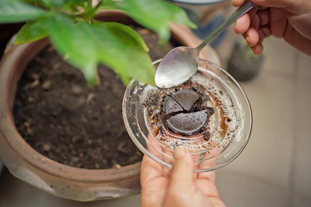 Fondi di caffè nella pianta