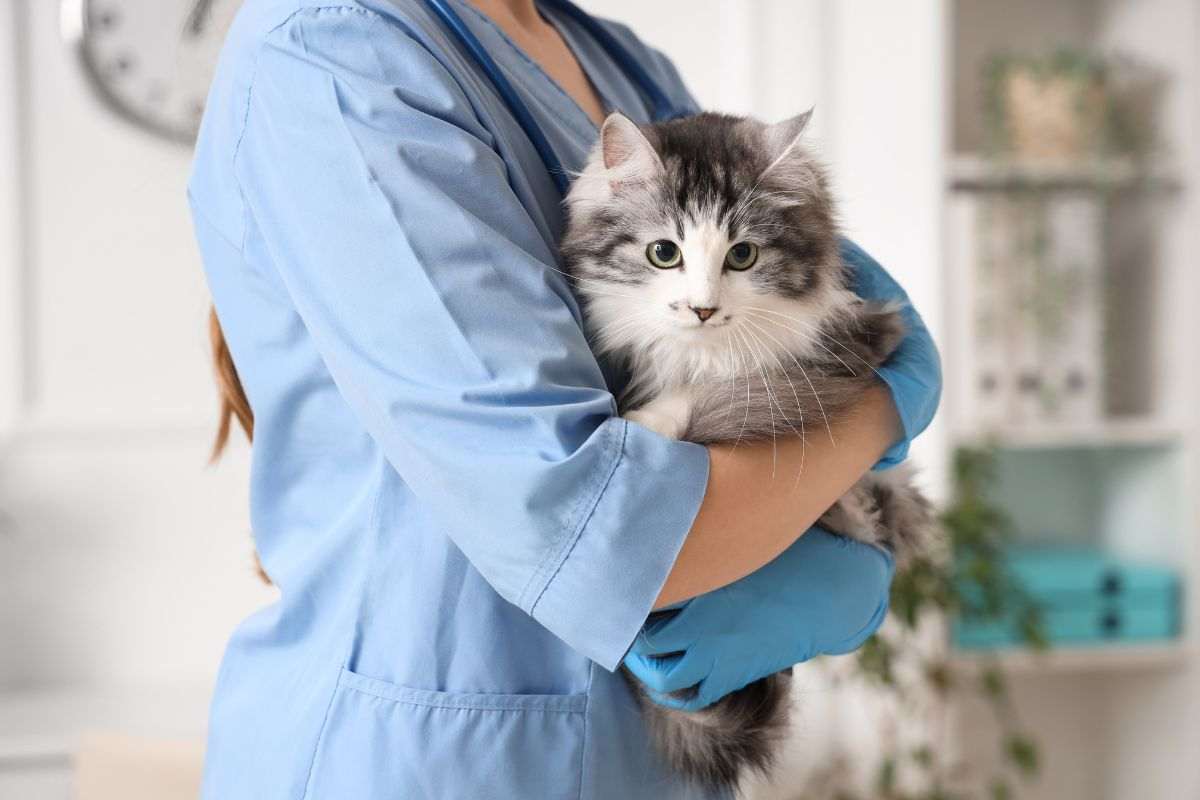 Gatto dal veterinario