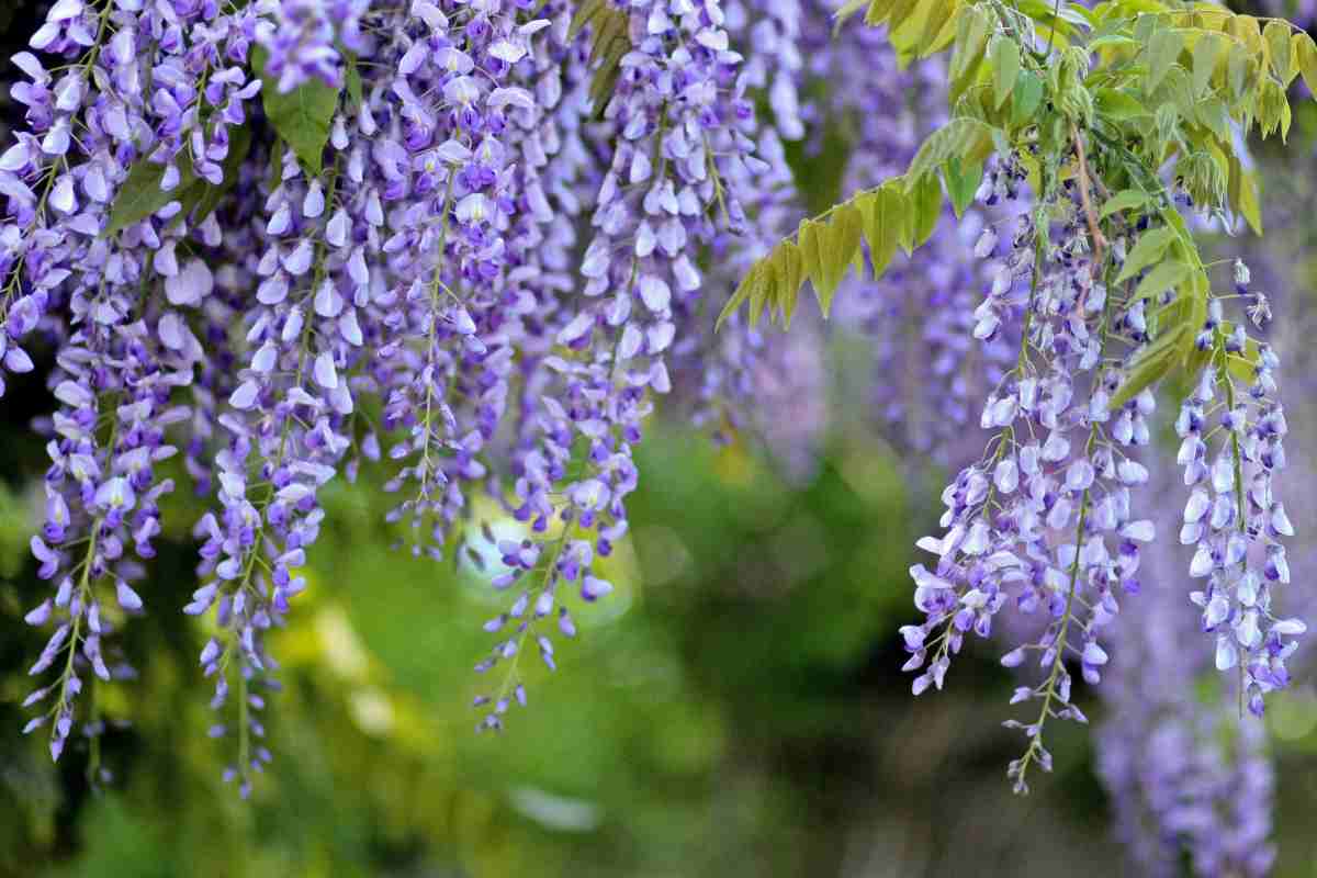 Fiori di glicine