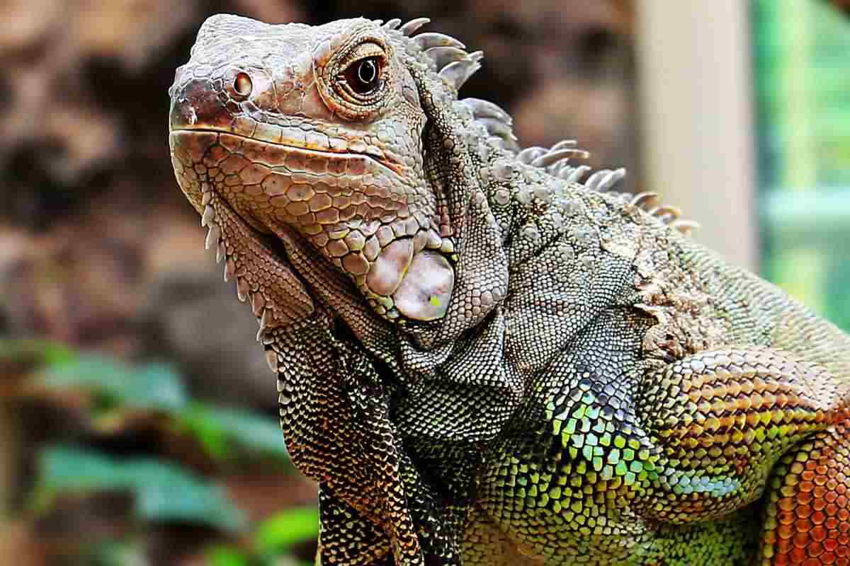 Iguana