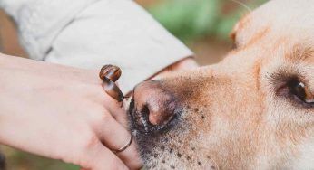 Una ricerca rivela: i cani annusano lo stress umano e cambiano umore