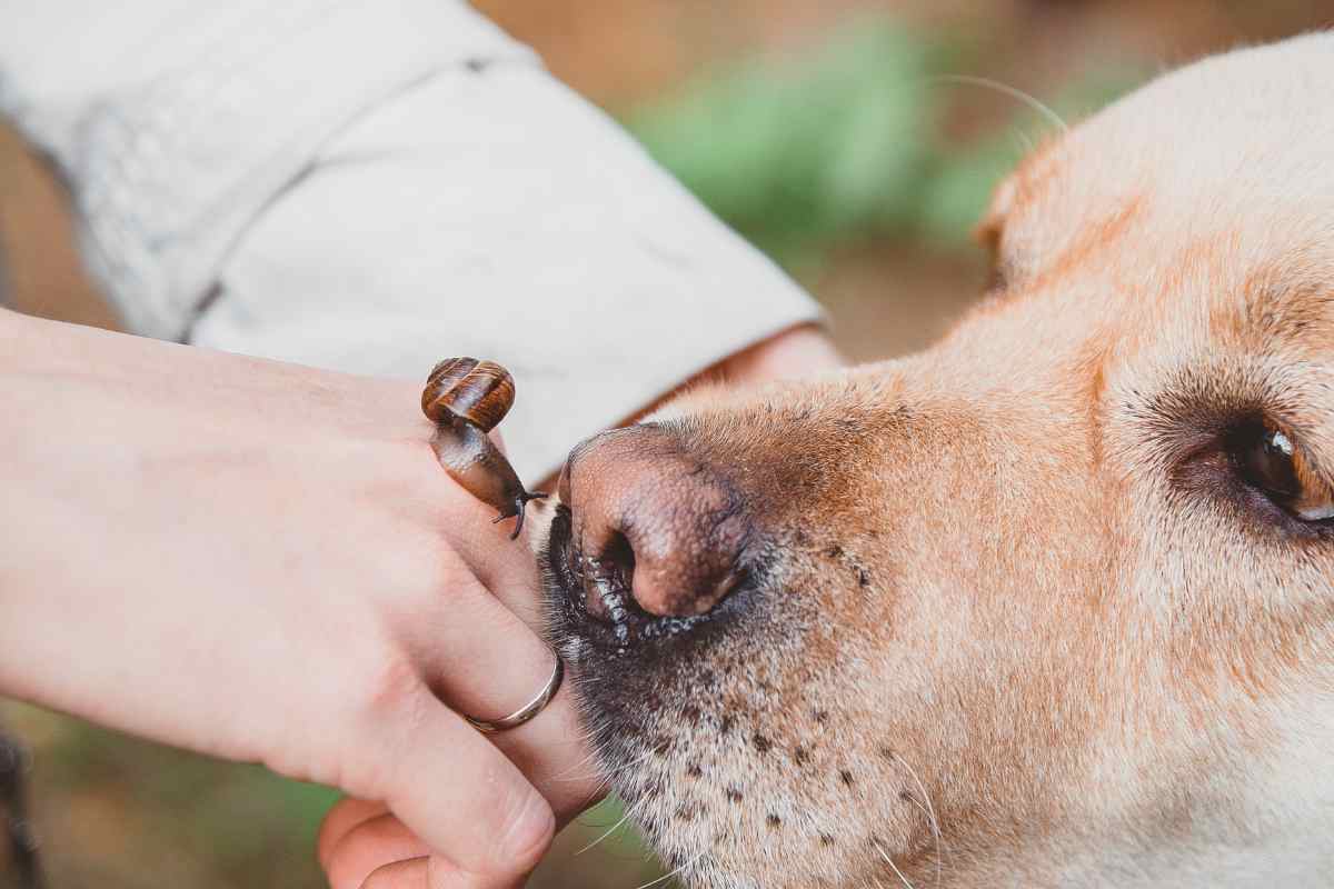 cane stress umano