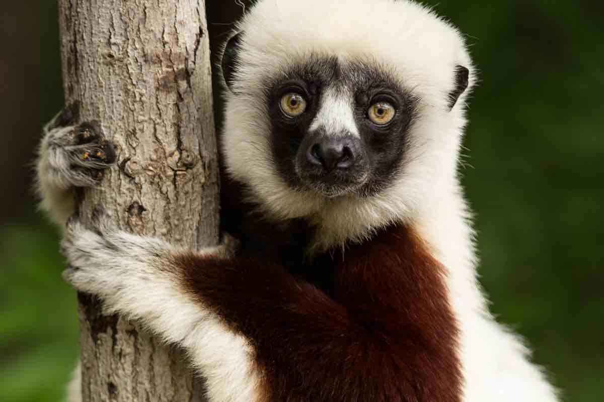 Specie su un albero del Madagascar