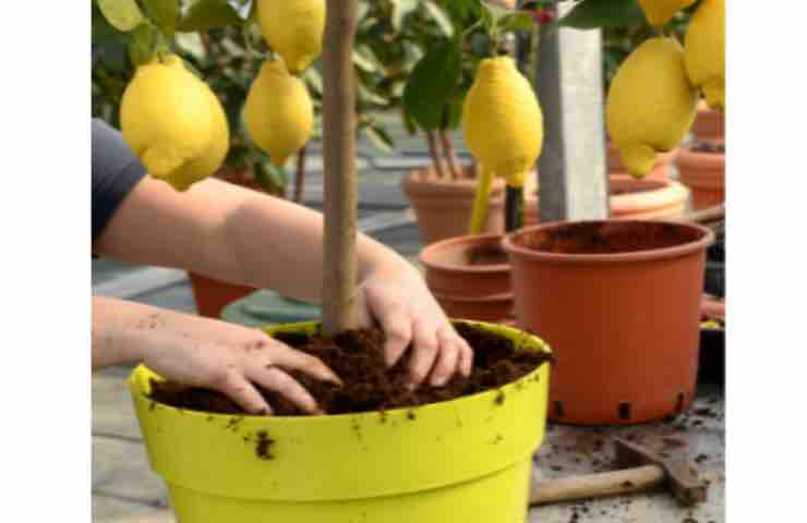 Piantine di limone