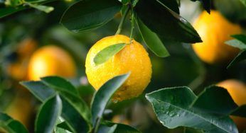 Talee di limone, come farle crescere velocemente in un bicchiere d’acqua