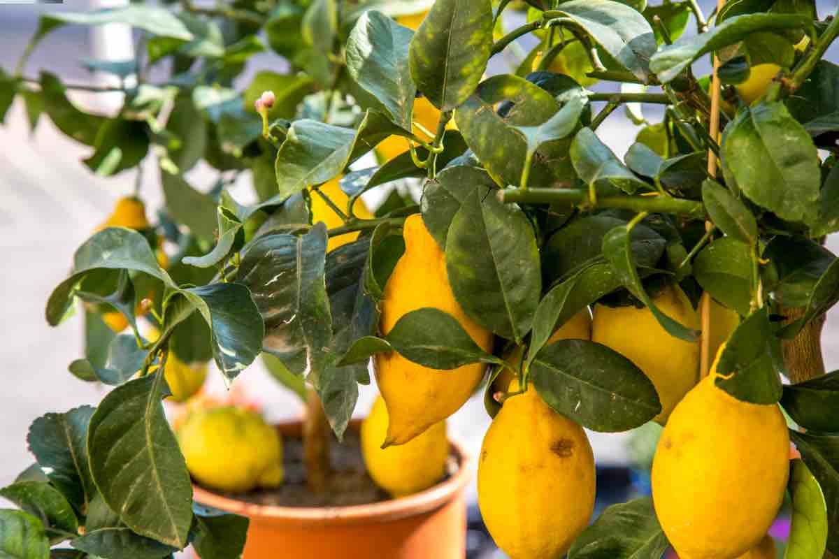 Albero di limoni che perde le foglie