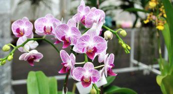 Orchidee, non dimenticartene in estate: i suggerimenti per averne cura nei mesi caldi