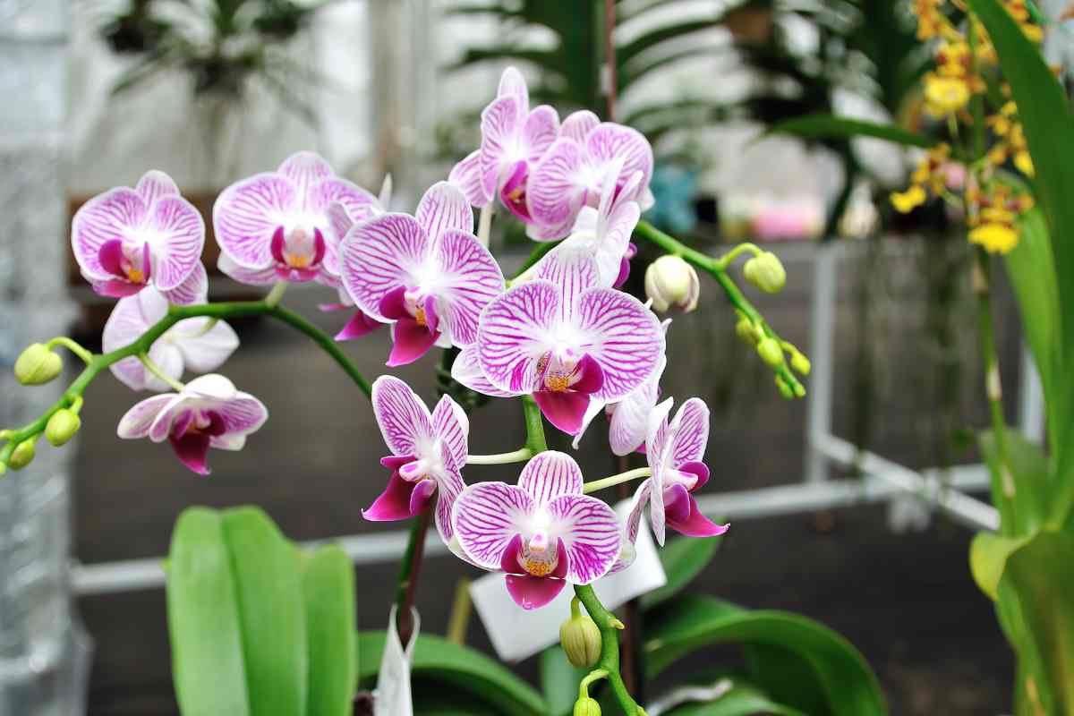 Pianta di Orchidea