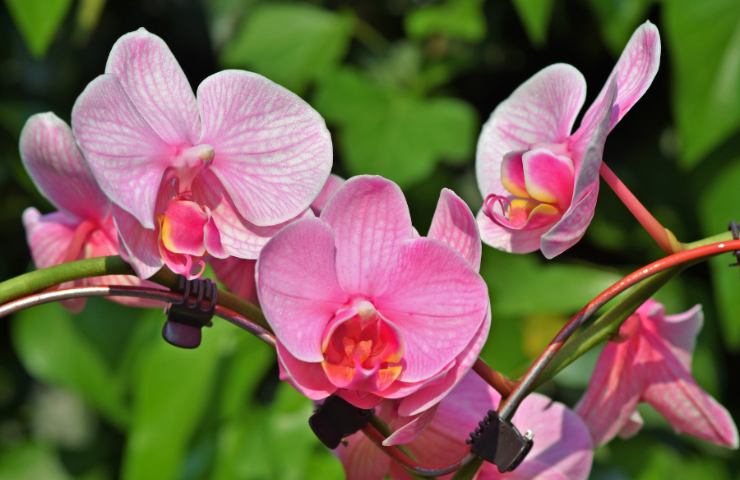 Fiori di orchidea