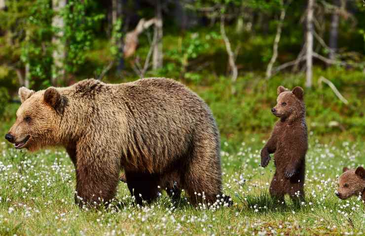 Orsa cuccioli