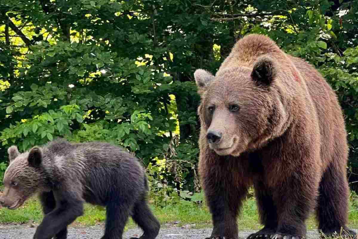 Orsa e cucciolo