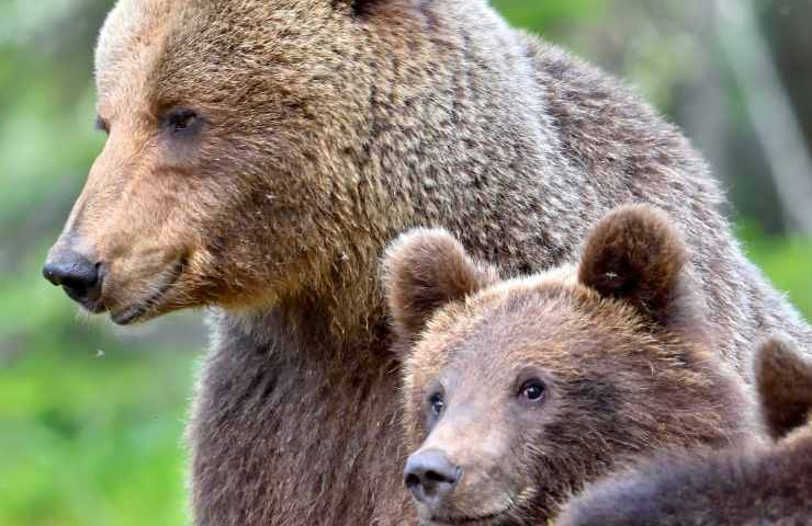 Orsa e cucciolo