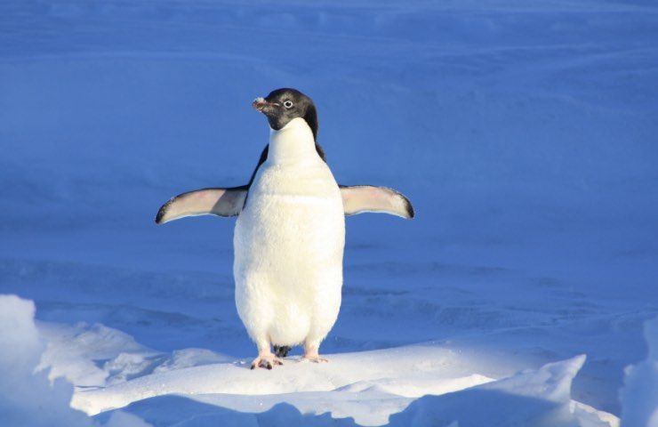 Uno dei pinguini salvati dai flussi migratori a rischio 