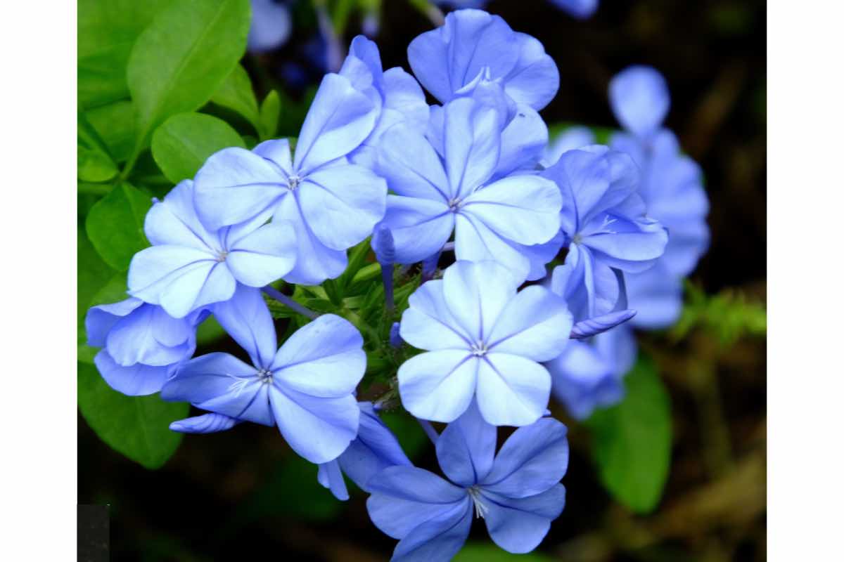 Plumbago, come prendersene cura