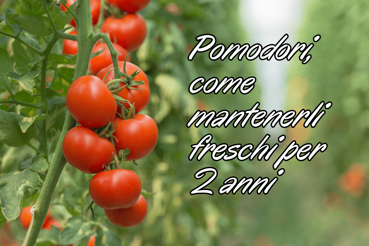 Come conservare i pomodori