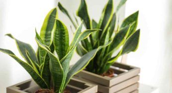 Sansevieria, alcuni consigli utili per coltivare questa pianta dall’incredibile bellezza