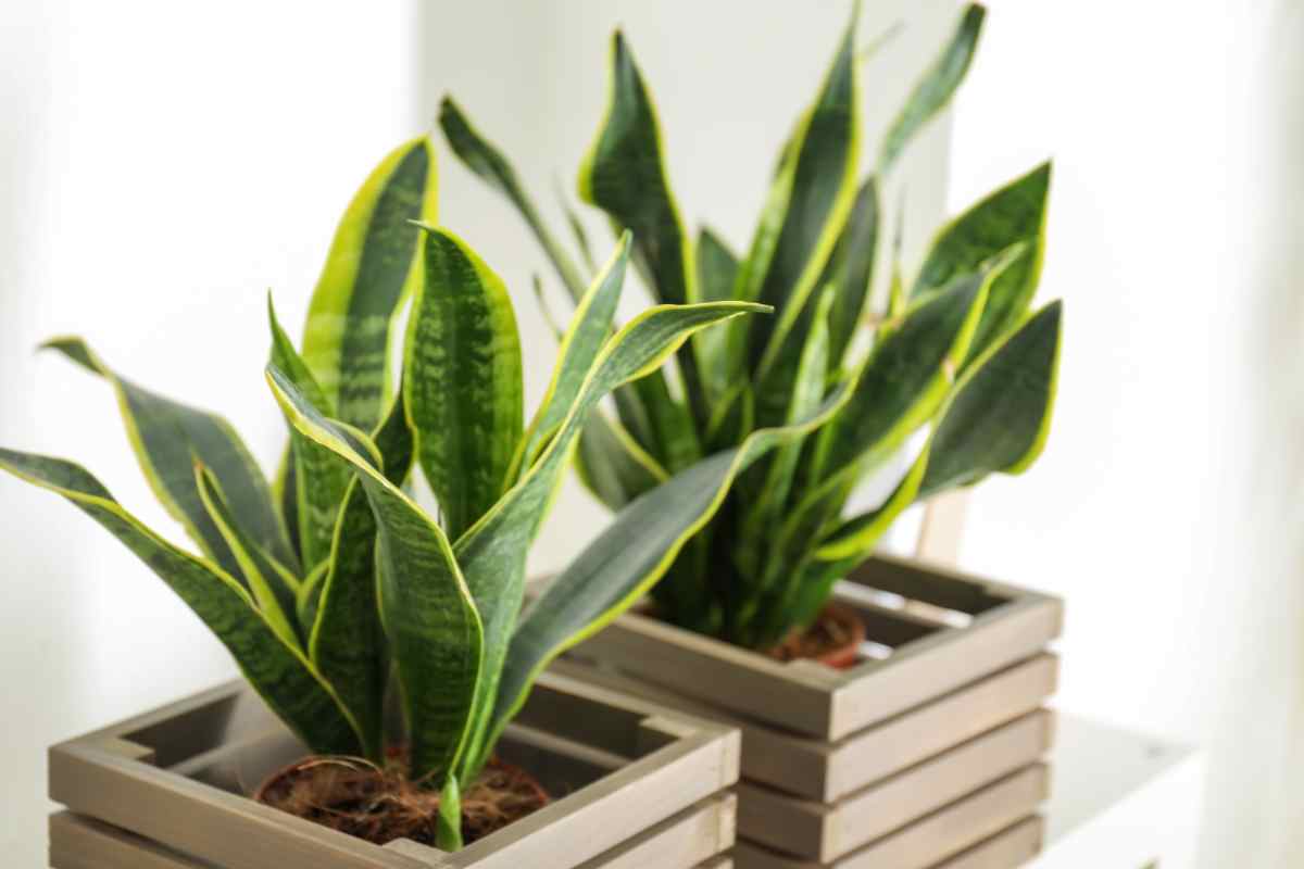 Sansevieria