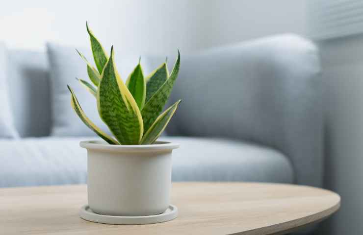 Sansevieria