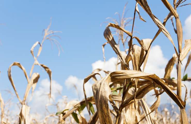 Siccità senza precedenti in Italia, la crisi idrica priva il Sud di acqua per l'agricoltura