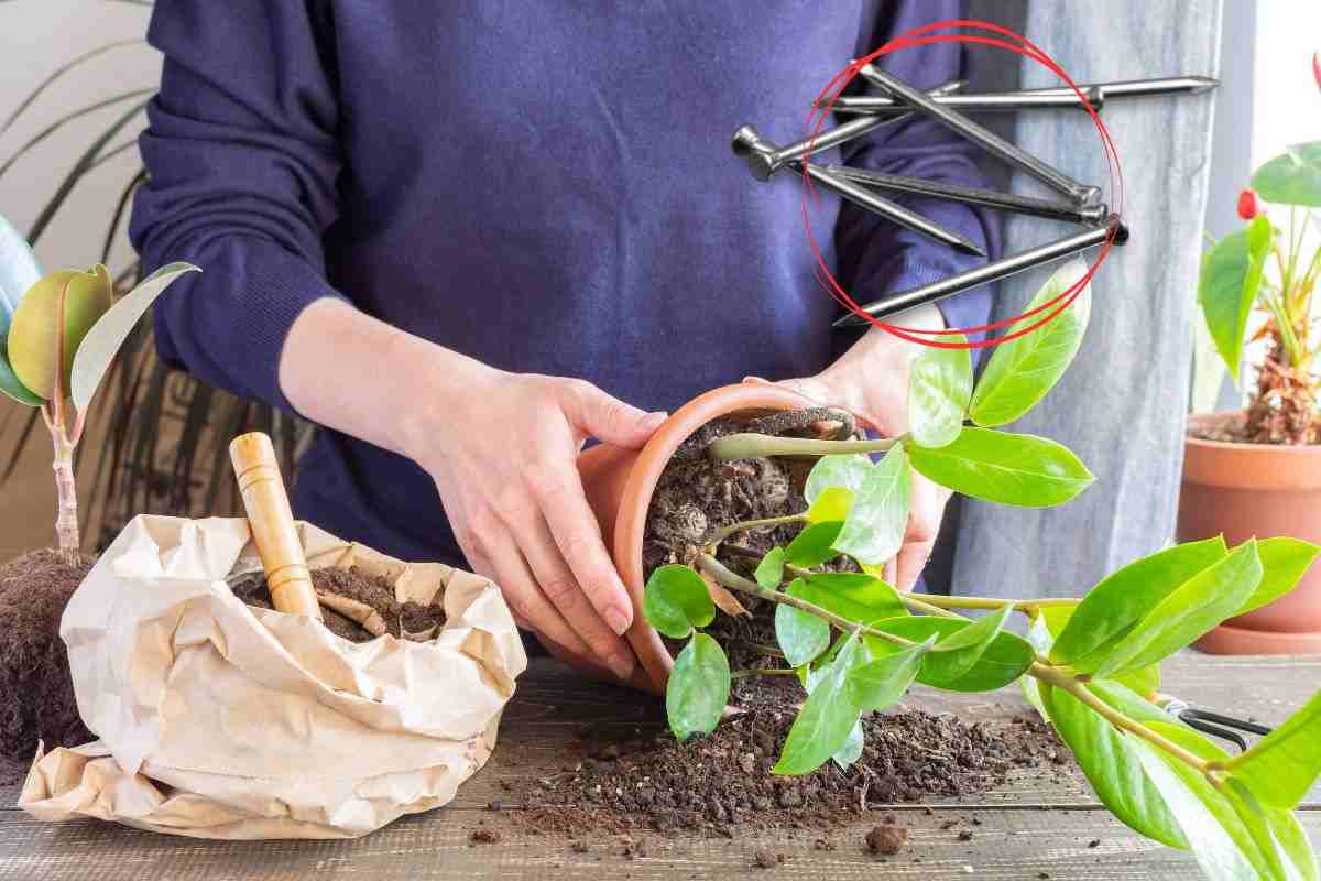 Sostituzione del terriccio della Zamioculcas