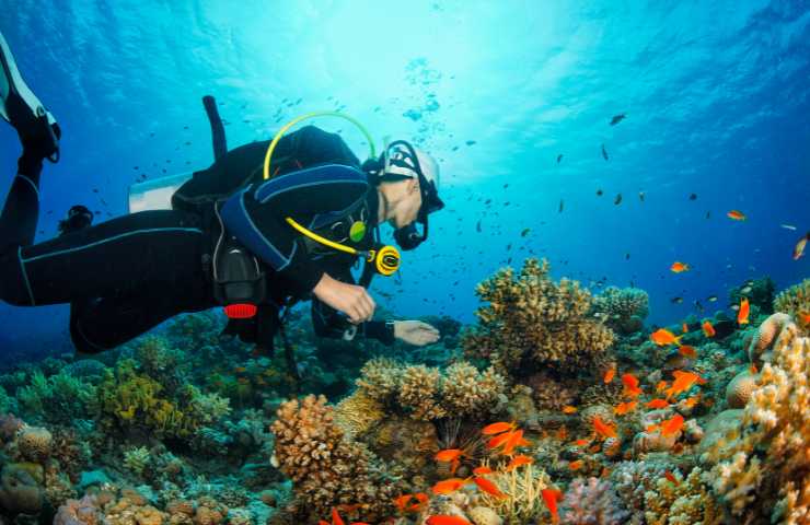 vivaio di coralli nel mediterraneo